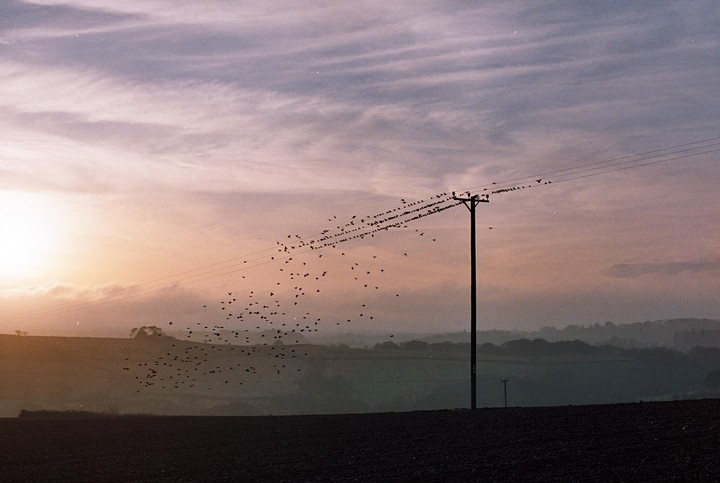 A flock of birds flies around a telephone pole and wires in a rural landscape at dusk.