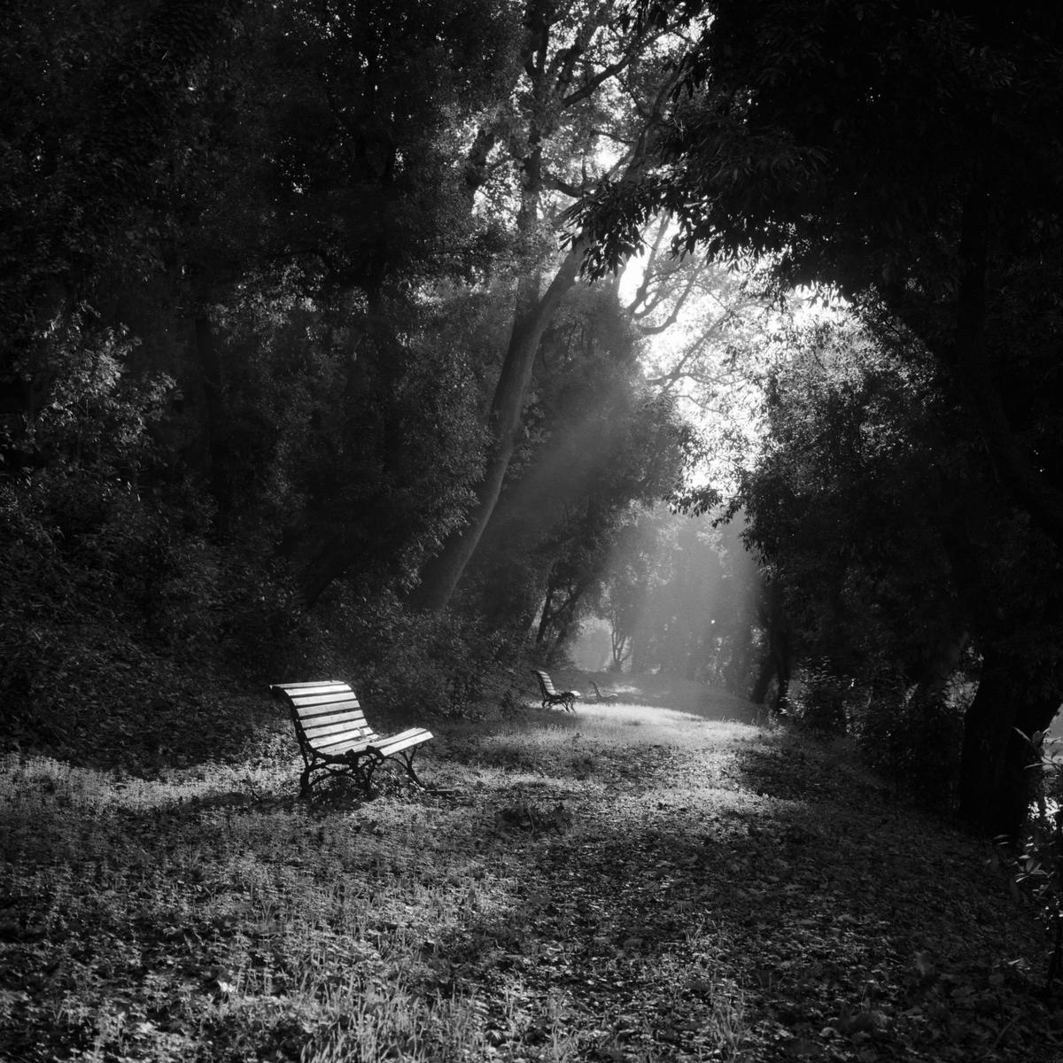 Sunlight streams through trees onto a path with two benches in a park.