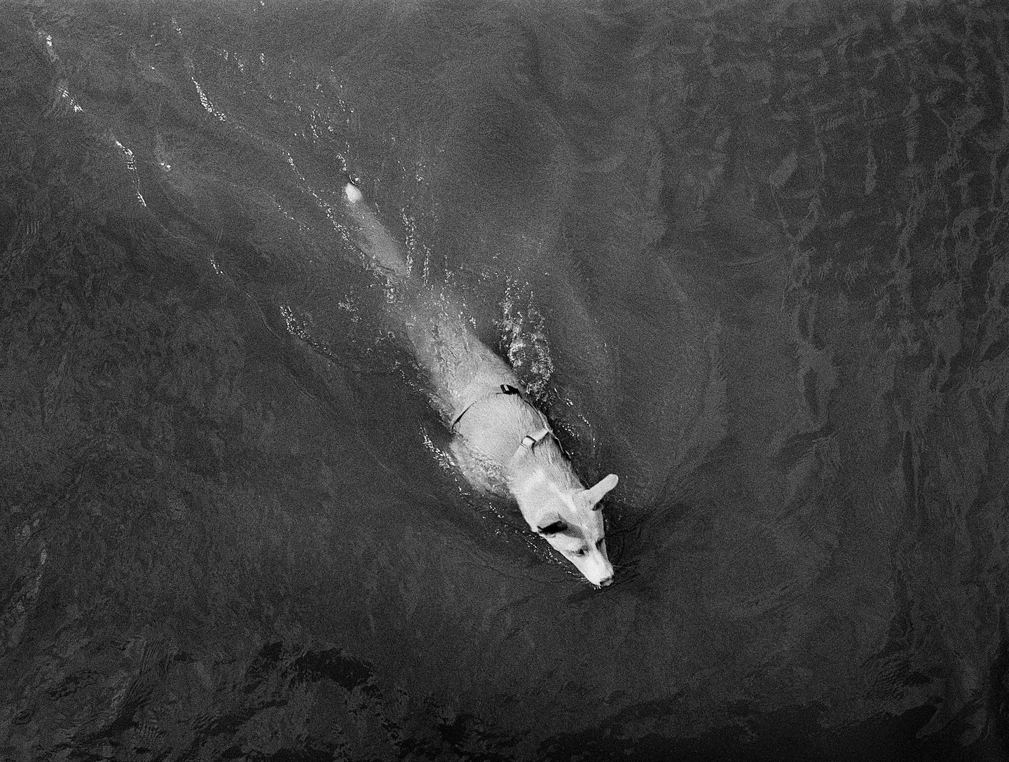 A dog swims in water, viewed from above.