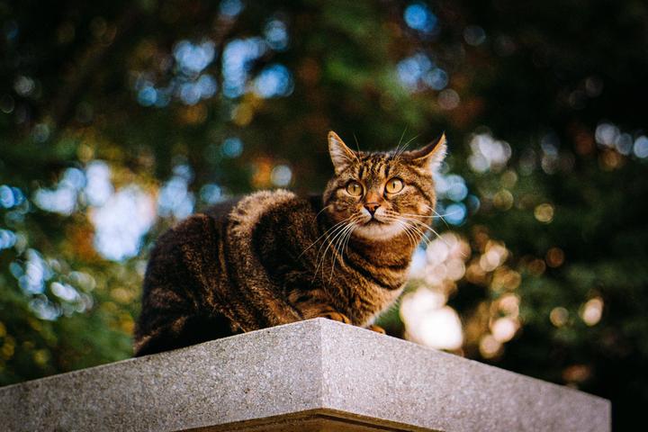 A tabby cat with bright yellow eyes sits on a stone wall looking to the right.