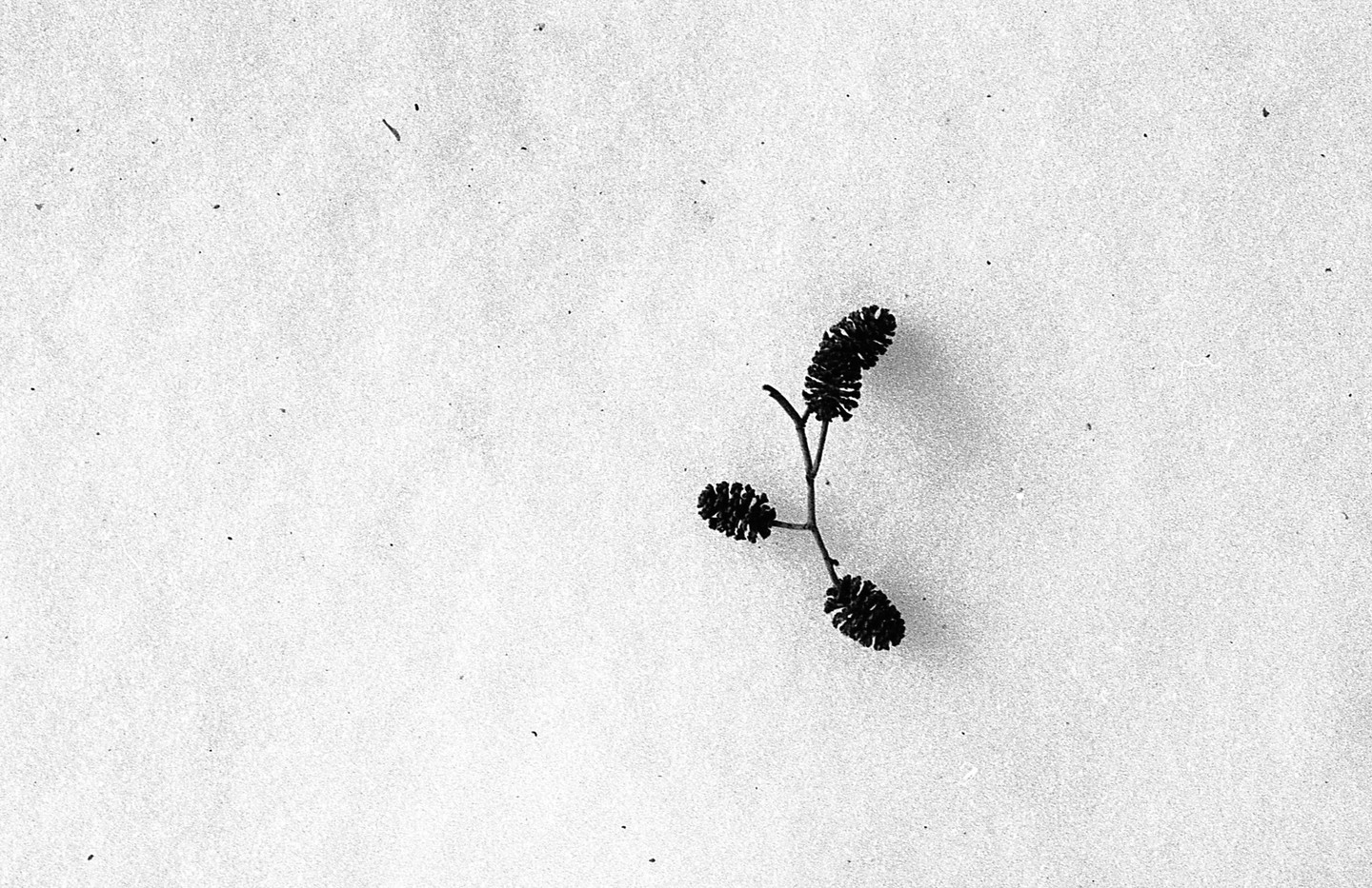A small branch with three alder cones is placed on a white surface.