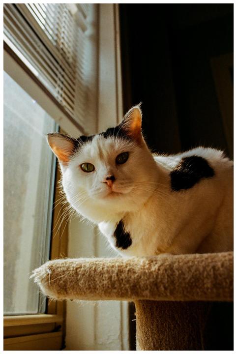 A white cat with black spots sits on a cat tree next to a window.