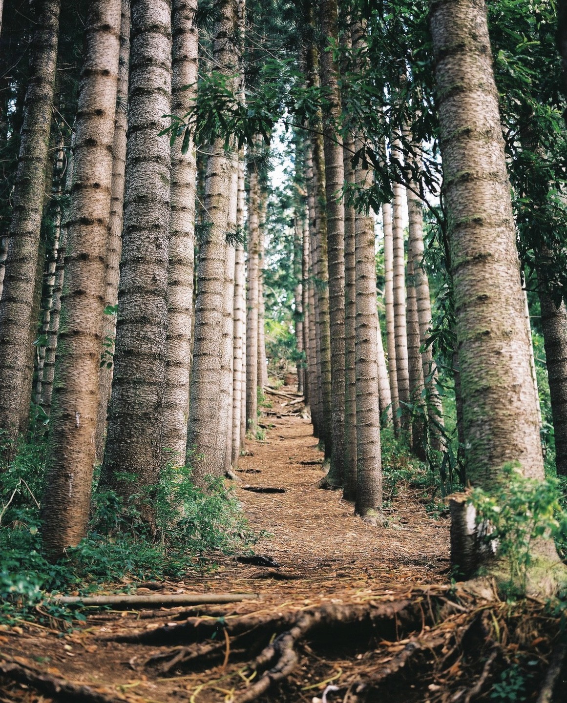 A narrow dirt path winds through a dense forest of tall, slender trees with visible roots on the ground.