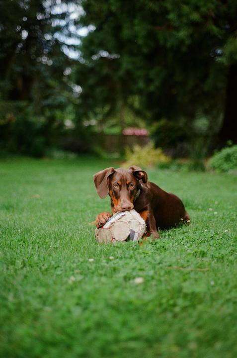 A brown doberman puppy lies on green grass with a worn soccer ball between its paws.