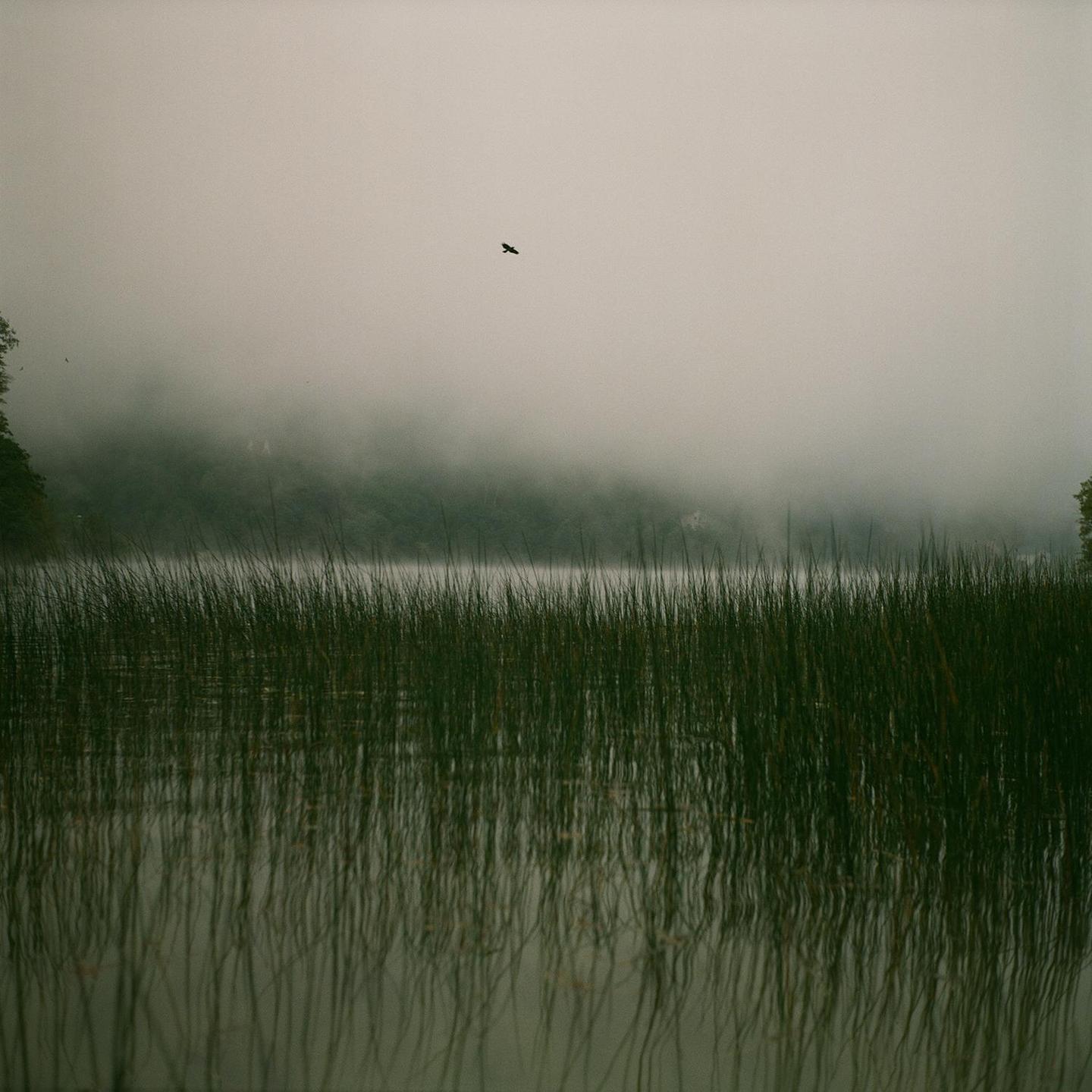 A bird flies over a misty lake with tall reeds in the foreground.