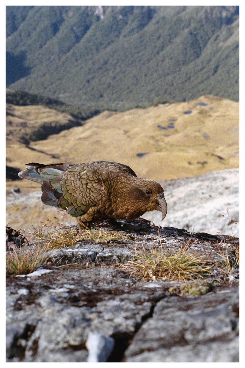 A kea, a large parrot, stands on a rocky outcrop with a mountainous landscape in the background.