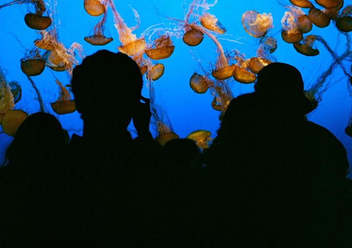 Silhouetted people watch jellyfish swimming in a bright blue aquarium.