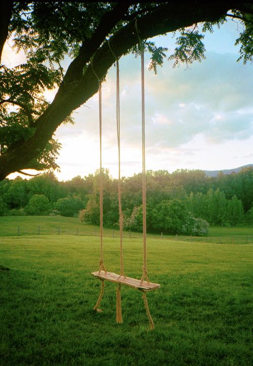 A wooden swing hangs from a large tree branch over a grassy field with a forest in the background.