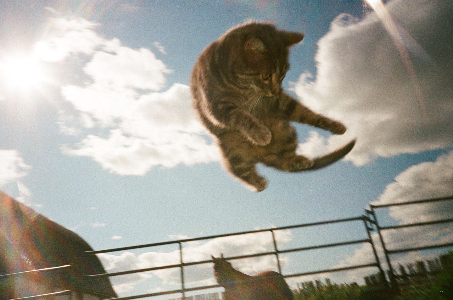 A cat appears to be flying through the air against a bright blue sky with clouds.