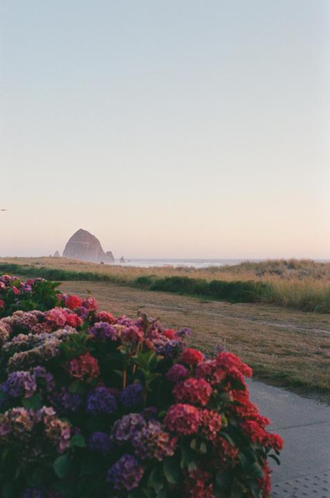 A large bush of pink and purple flowers sits in the foreground of a coastal landscape with a large rock formation in the distance.