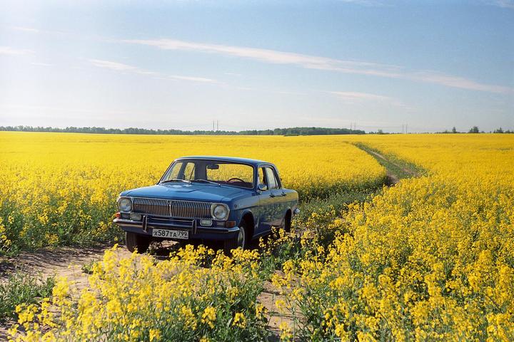 A blue car is parked on a dirt road in a field of yellow flowers under a clear sky.