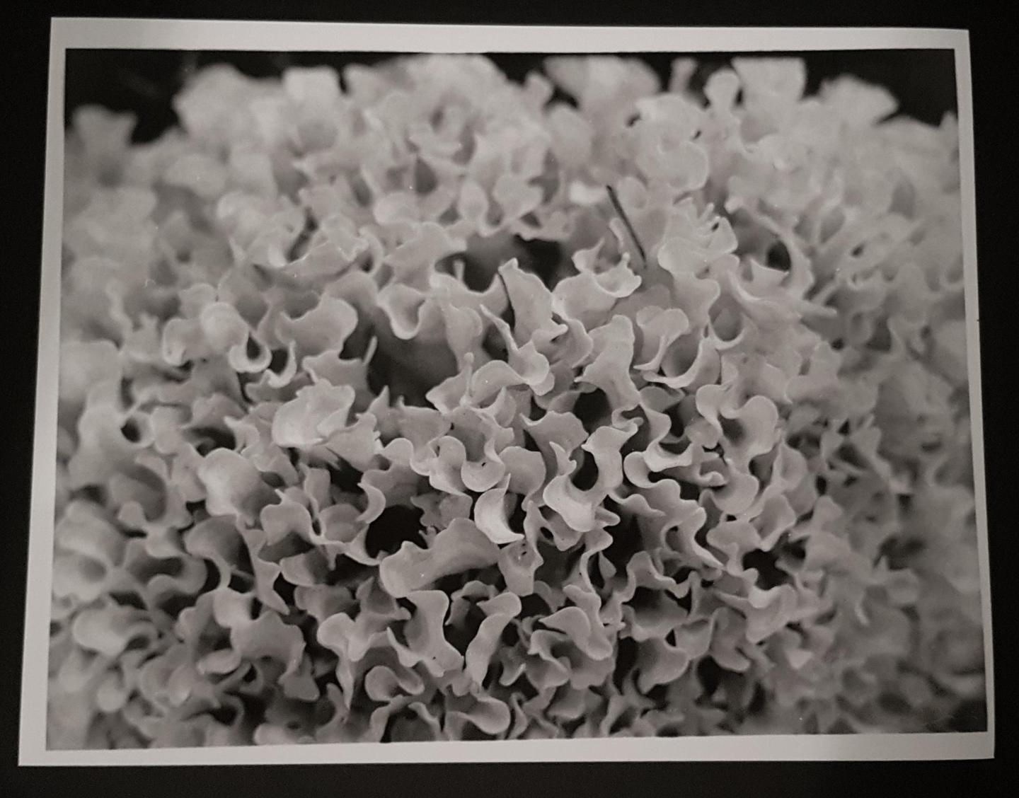 A close-up, black and white photograph shows a cluster of wavy, frilly, light-colored forms against a dark background.