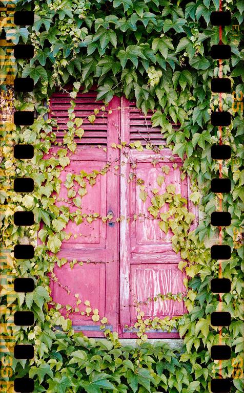 A vibrant pink window with closed shutters is almost entirely covered by green ivy.