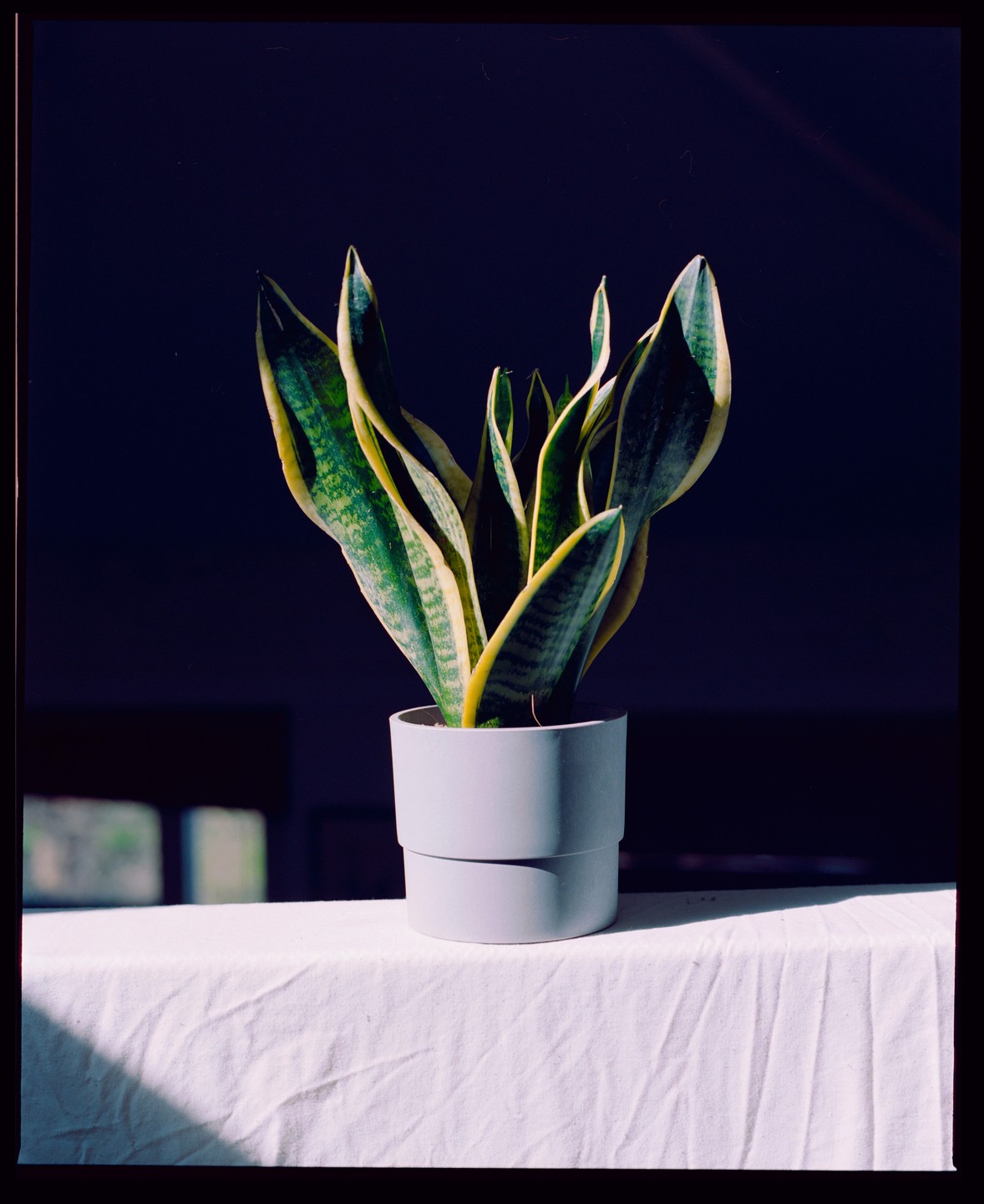 A potted snake plant sits on a white tablecloth with a dark background.