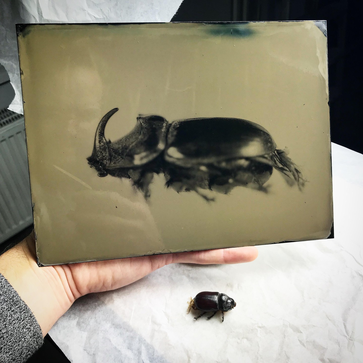 A hand holds a tintype of a rhinoceros beetle next to a real rhinoceros beetle.