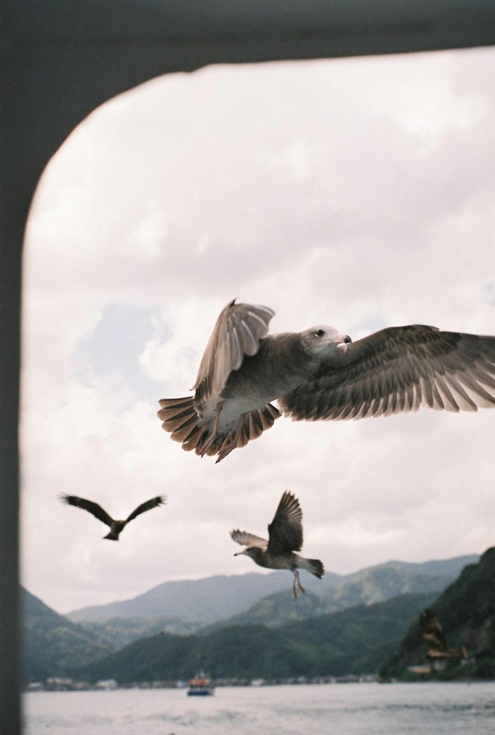 A seagull flies in the foreground with two other birds and a body of water with mountains in the background.