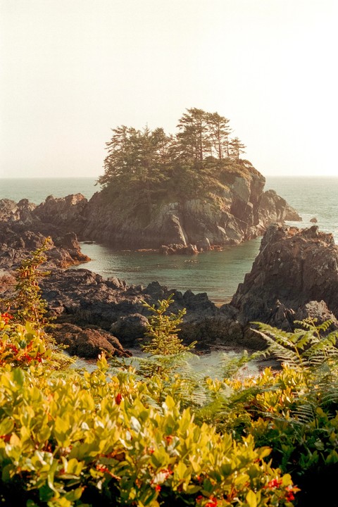 A rocky coastline with an island covered in trees is seen from behind a foreground of green and yellow foliage.