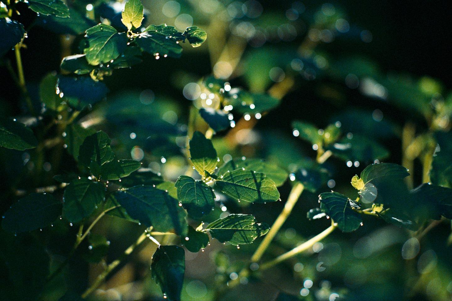 Dew drops glisten on green leaves in the morning light.