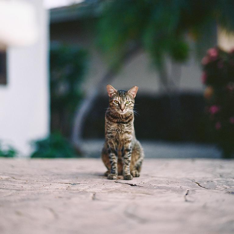 A tabby cat sits on a stone patio looking directly at the viewer.