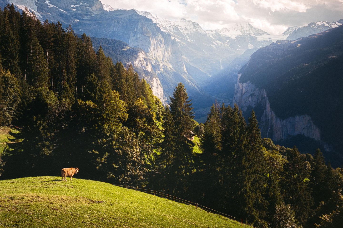 A cow stands on a grassy hill overlooking a valley with mountains and trees.