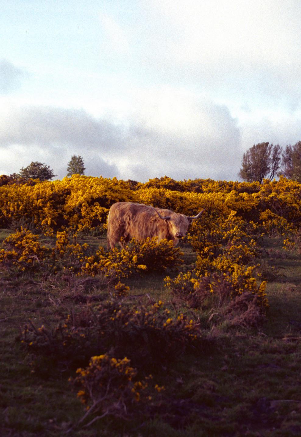 A highland cow stands among yellow flowering bushes under a cloudy sky.