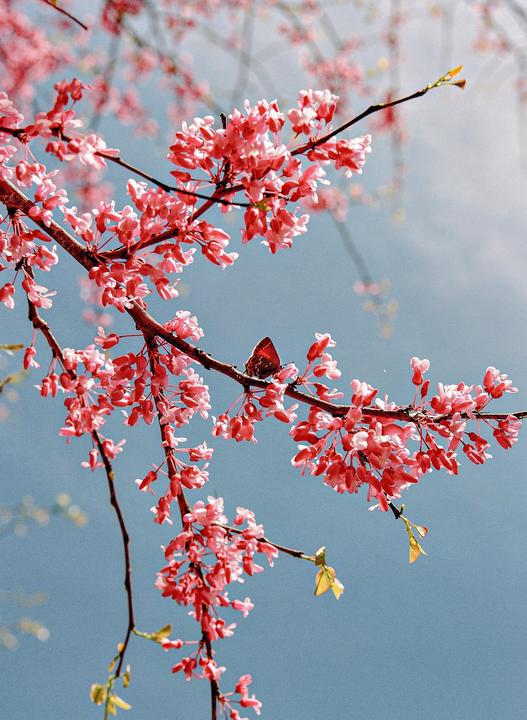 A butterfly rests on a branch full of pink blossoms against a clear blue sky.
