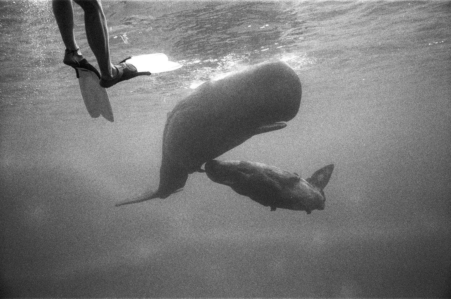 A person wearing fins swims above two sperm whales underwater.