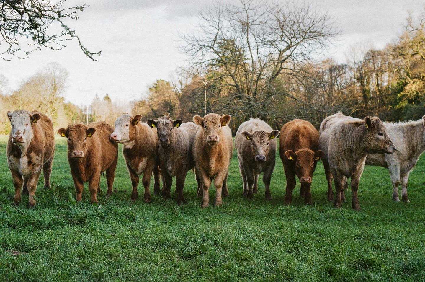 A herd of cows stands in a grassy field with trees in the background.