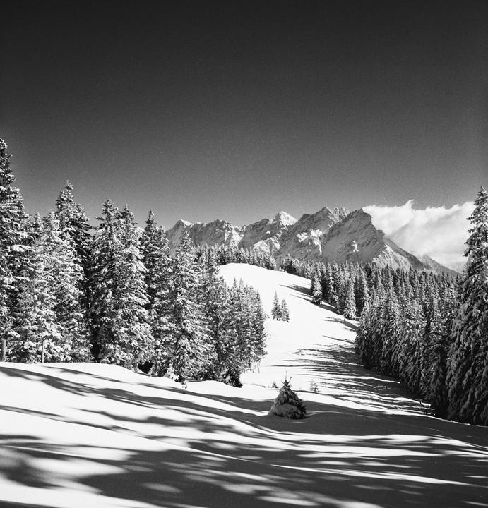 A snow-covered mountain landscape features a forest of pine trees and a distant mountain range under a clear sky.