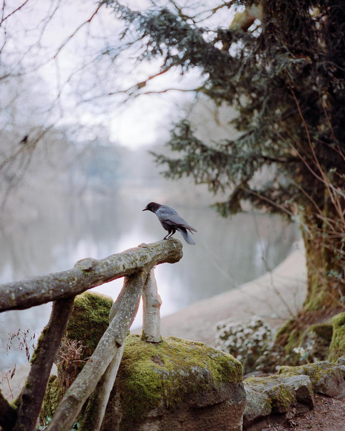 A crow perches on a moss-covered wooden fence next to a body of water.