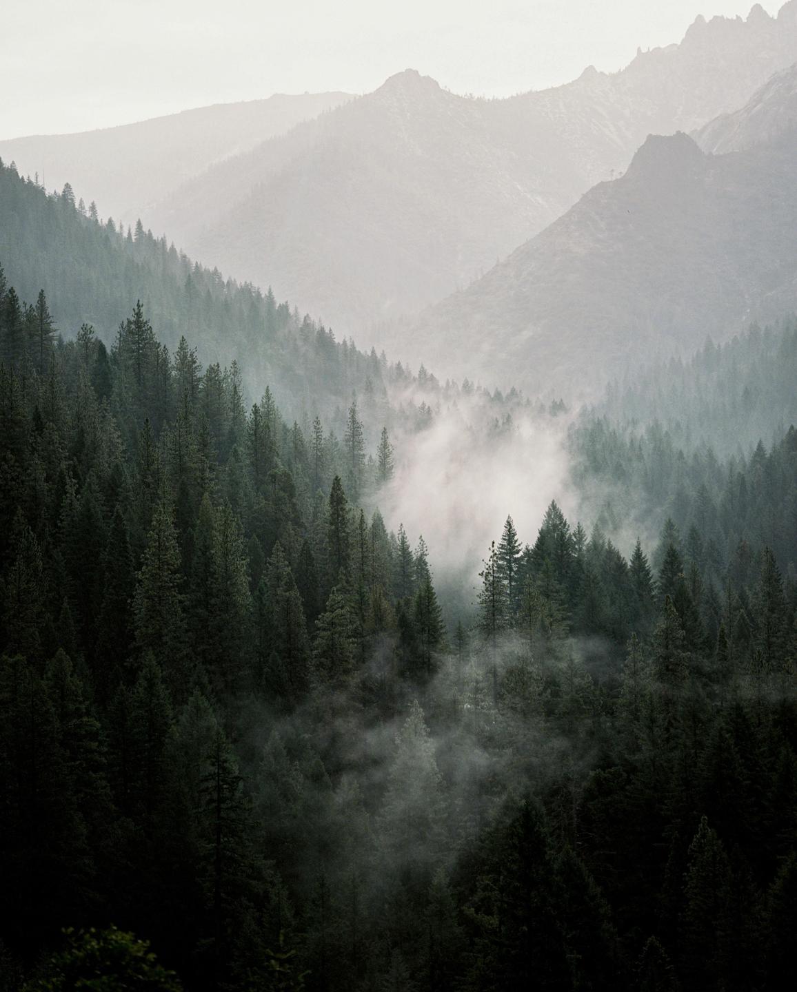 A dense forest fills a valley with fog rising from the trees and mountains in the background.