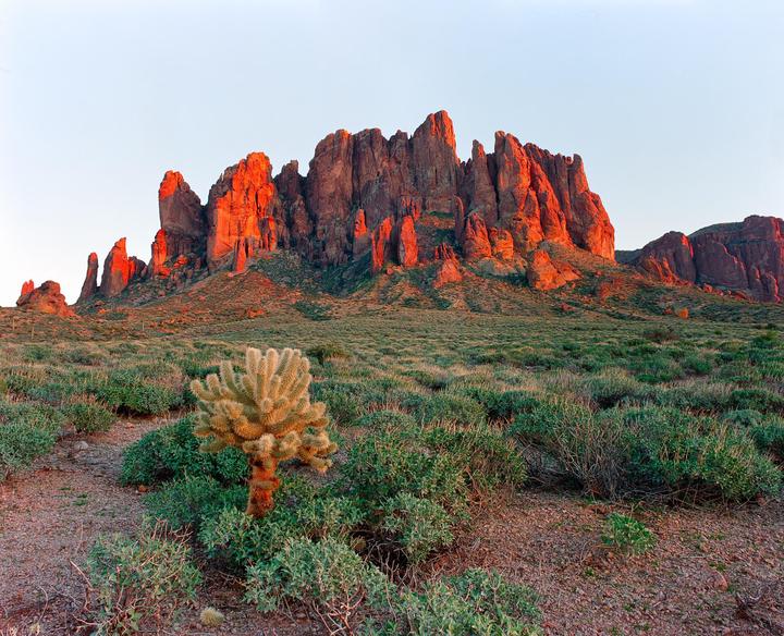 A desert landscape features a cholla cactus in the foreground and red rock mountains in the background.