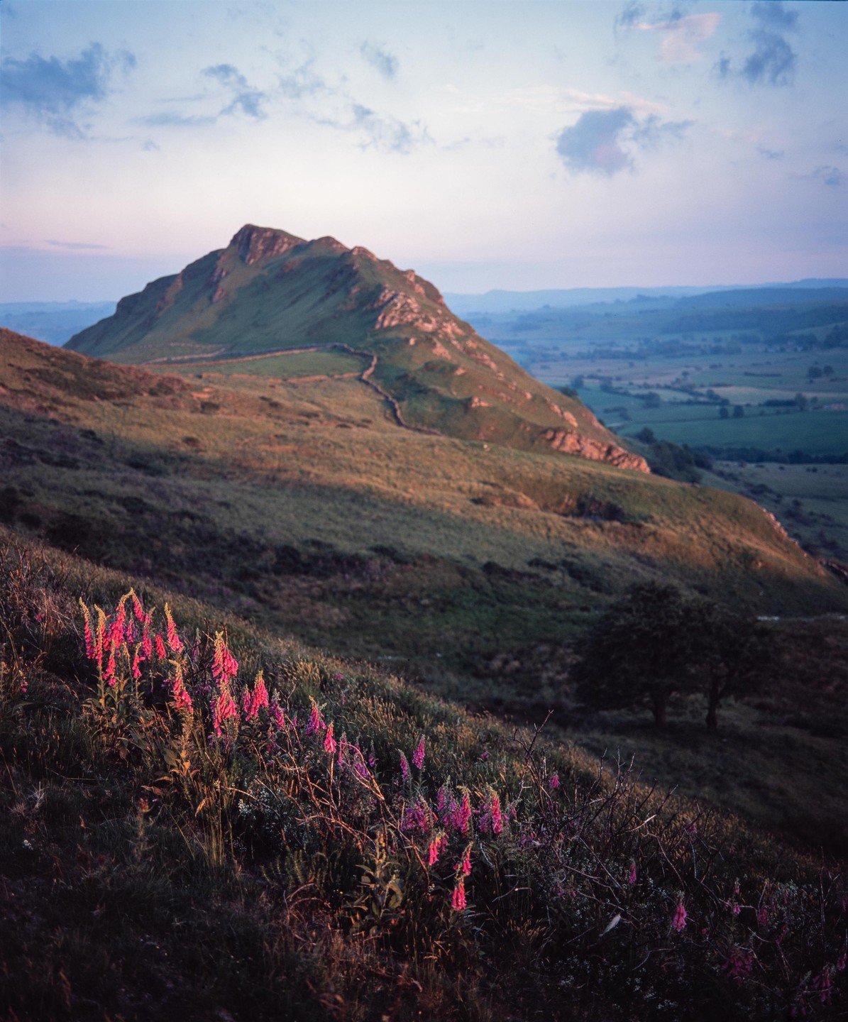 Pink foxglove flowers grow on a hillside with a mountain and valley in the background.