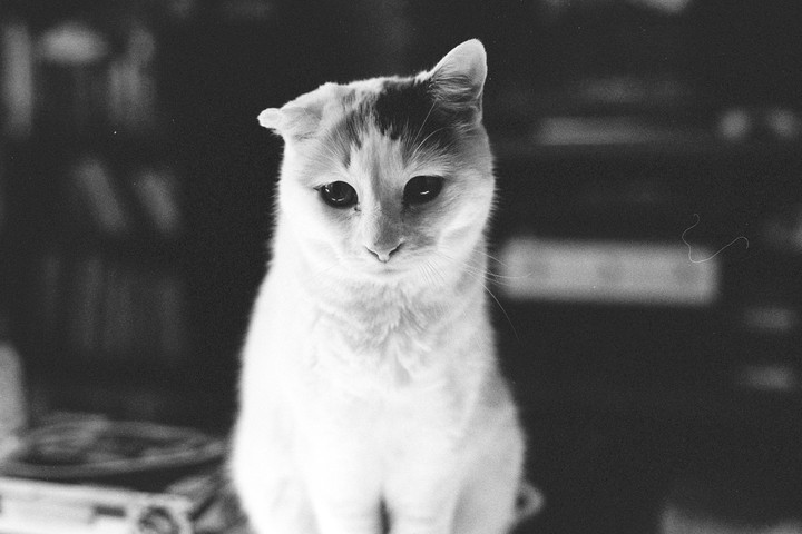 A cat with dark markings on its head and large dark eyes sits looking forward.