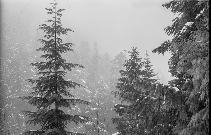 Snow-covered evergreen trees stand tall in a hazy forest.