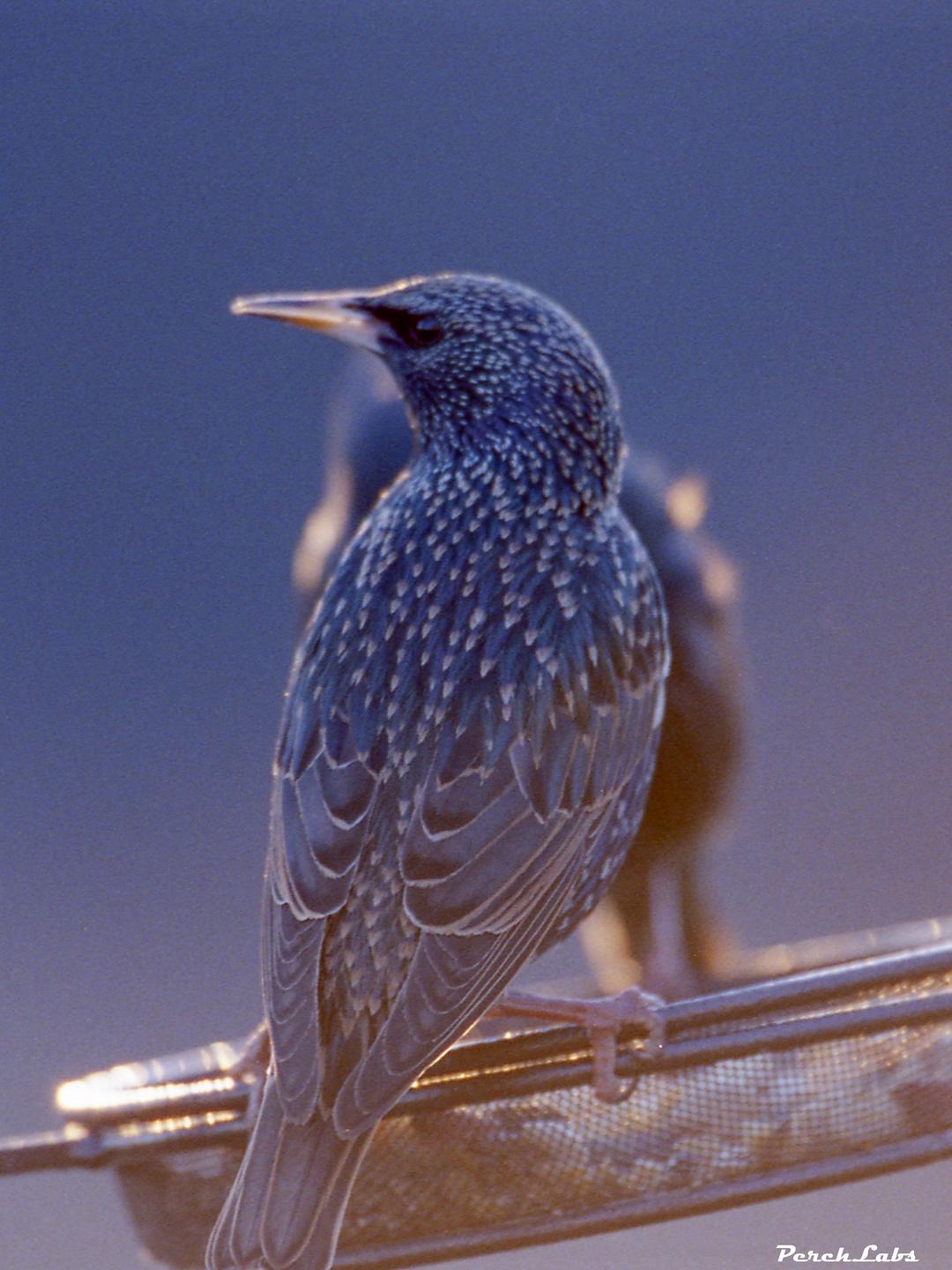 A bird with iridescent plumage and a long beak is perched on a feeder.