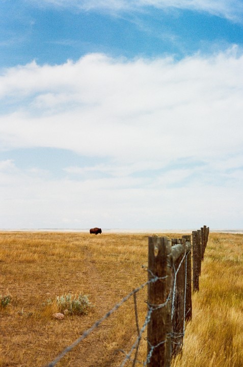 A bison stands in a vast field of dry grass under a cloudy sky, with a barbed wire fence in the foreground.