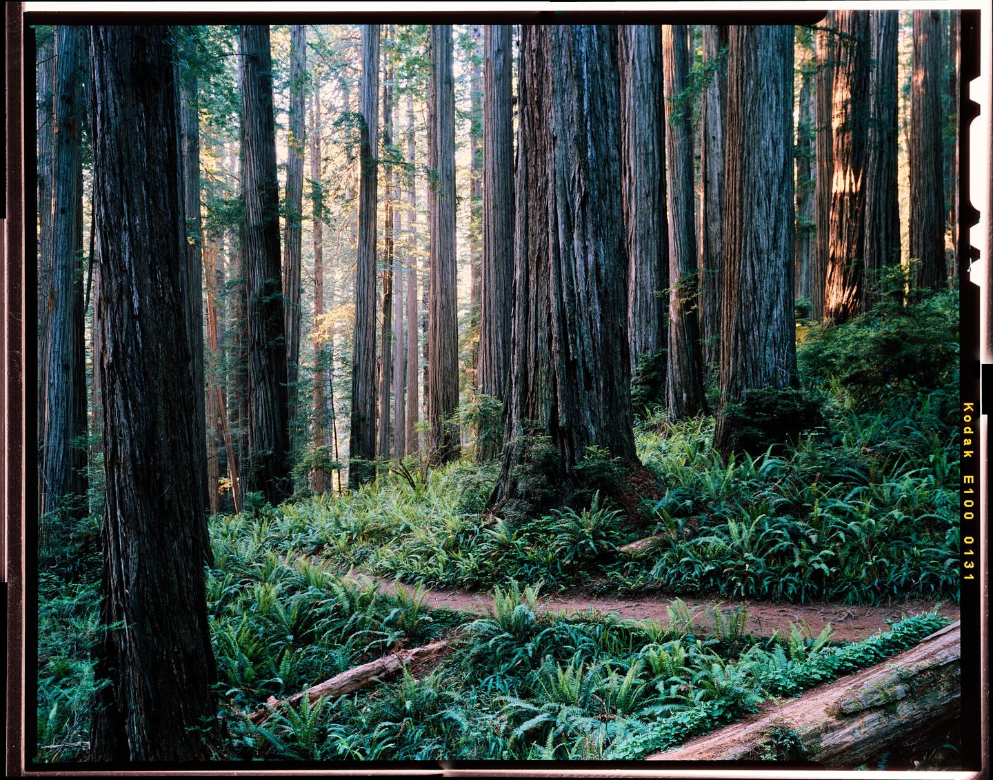 A narrow dirt path winds through a forest of tall redwood trees and lush green ferns.