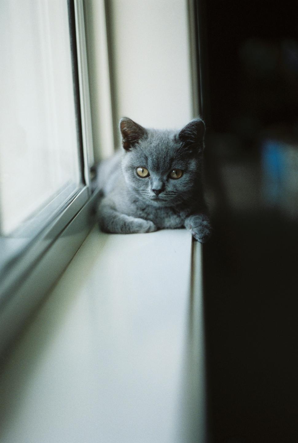 A gray kitten with yellow eyes is resting on a windowsill.