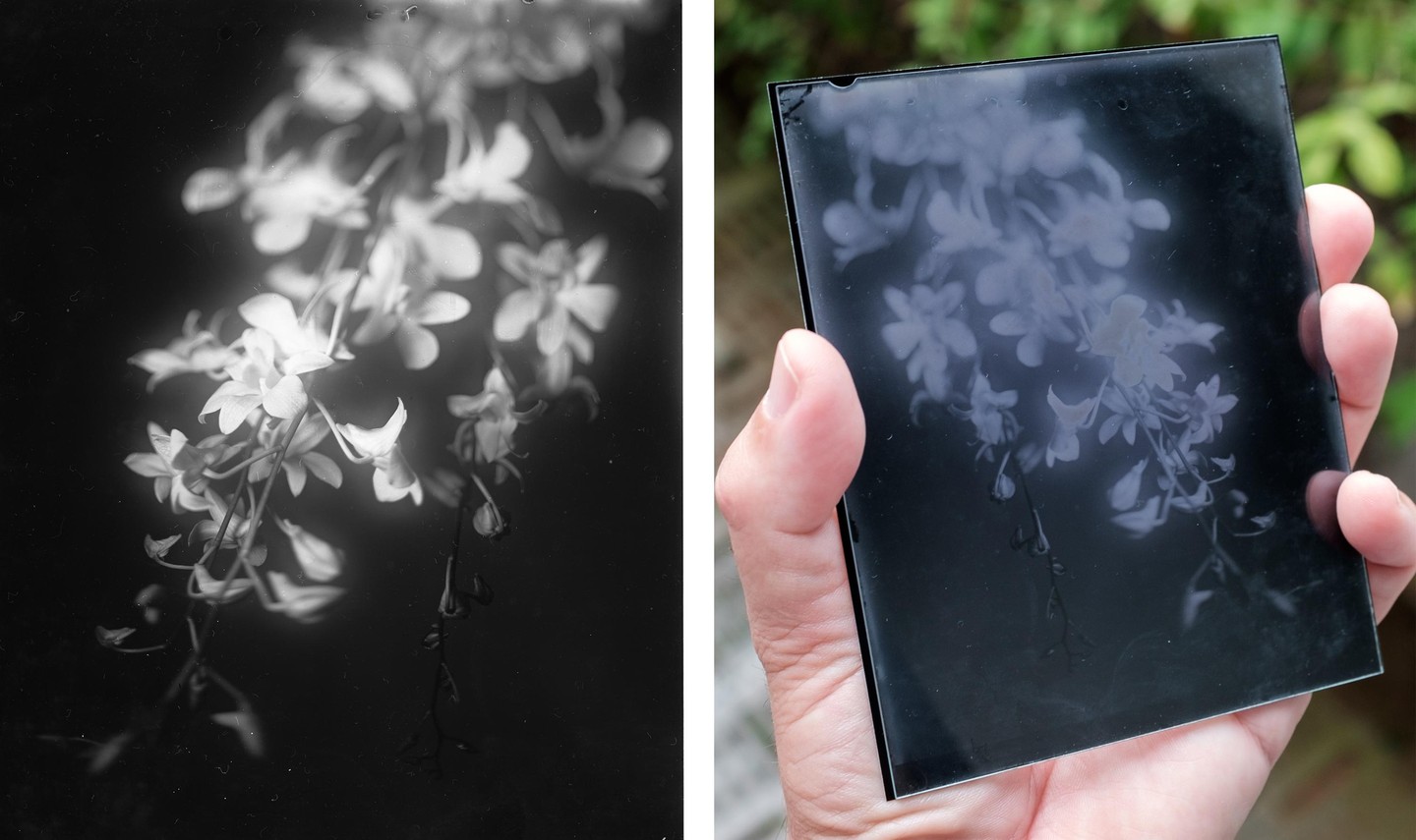 A hand holds a dry plate positive of a cluster of flowers against a blurred green background, next to a black and white image of the same flowers.