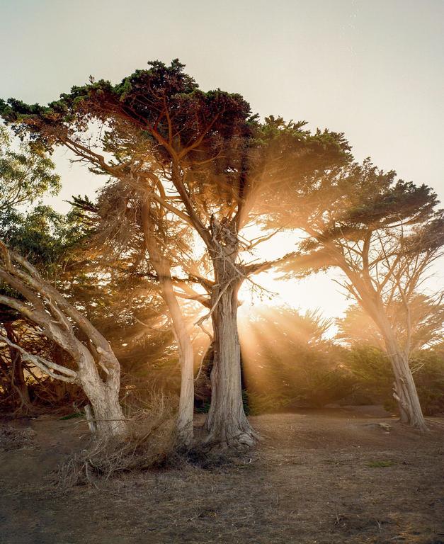 Sunlight streams through the branches of several large trees in a forest.