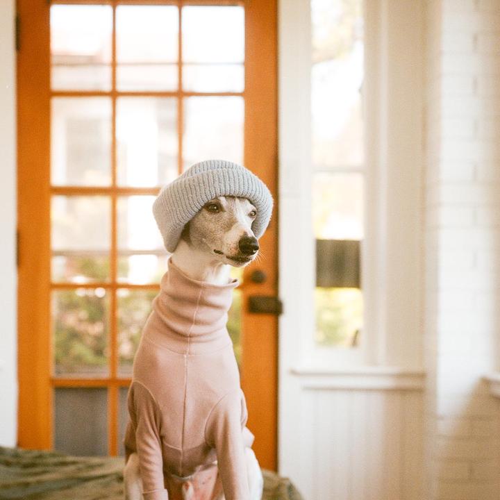 A dog wearing a pink shirt and a gray beanie sits in a sunroom.