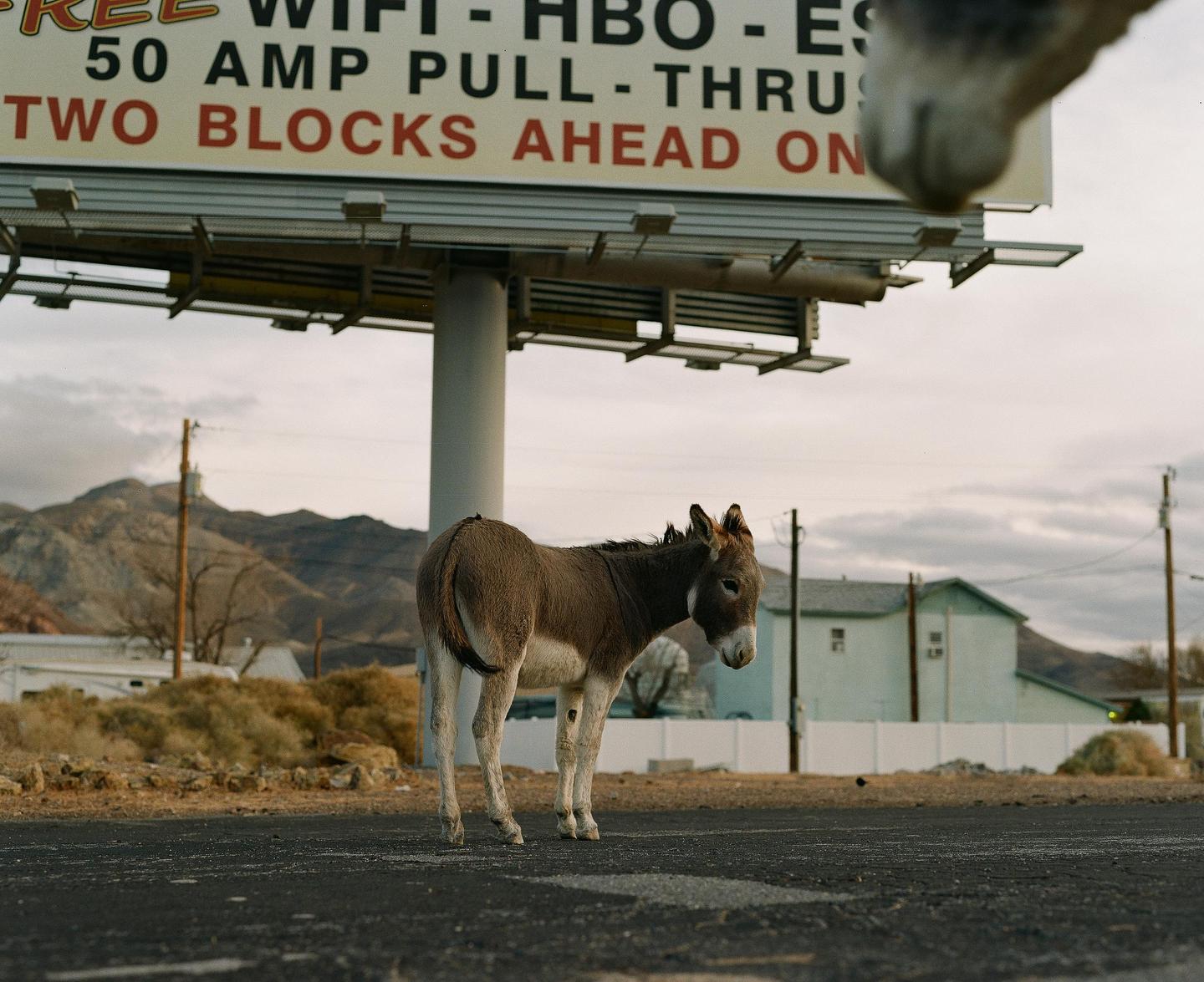 A donkey stands on an asphalt road under a large billboard with mountains and buildings in the background.