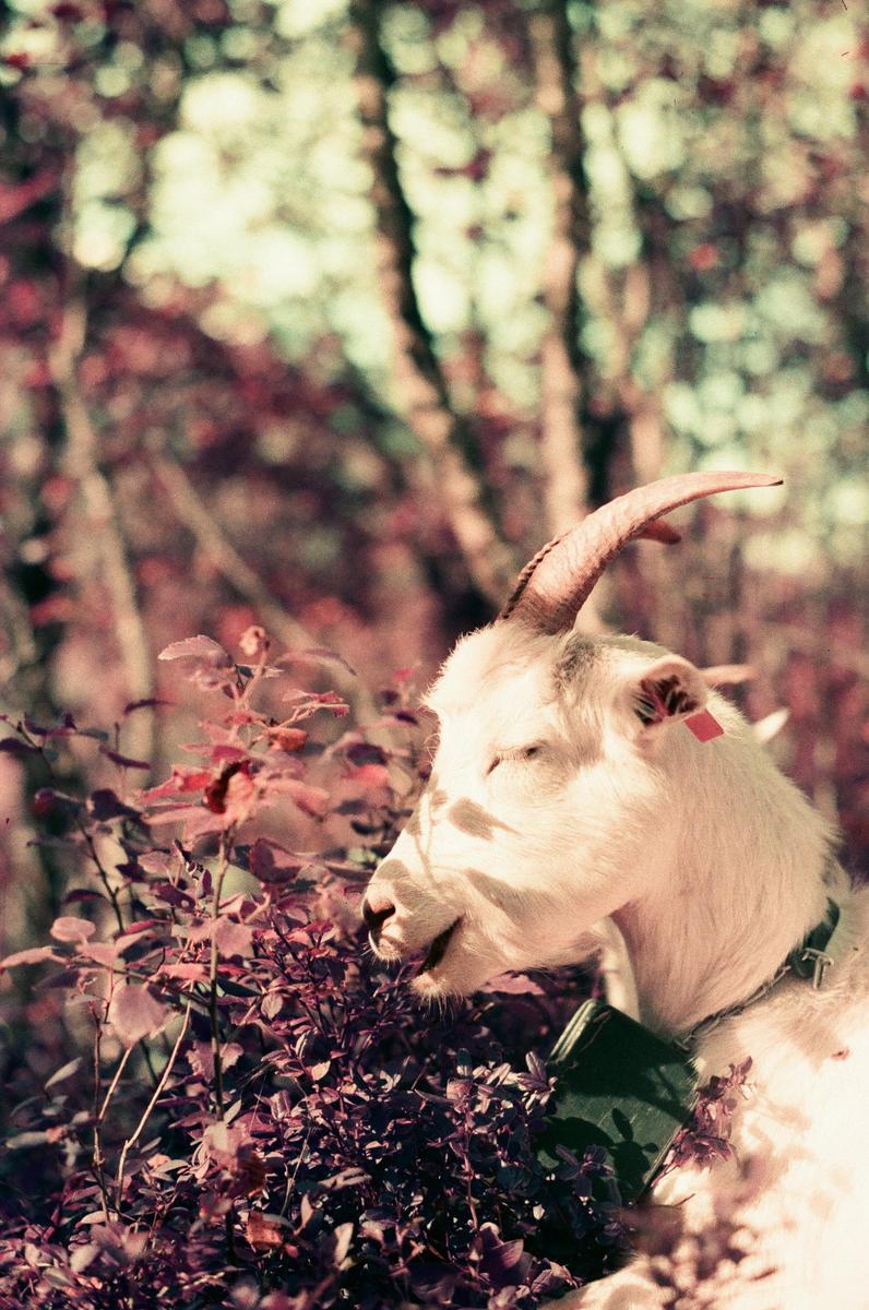 A white goat with a bell around its neck eats purple leaves in a forest.