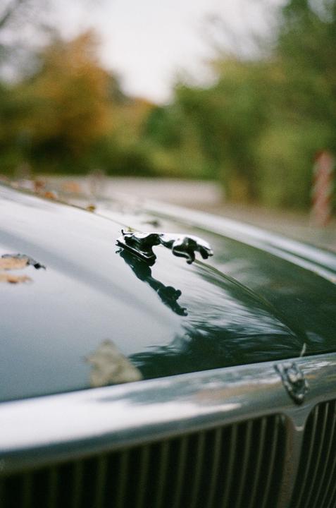 A jaguar hood ornament is visible on the front of a car with autumn leaves scattered on the hood.