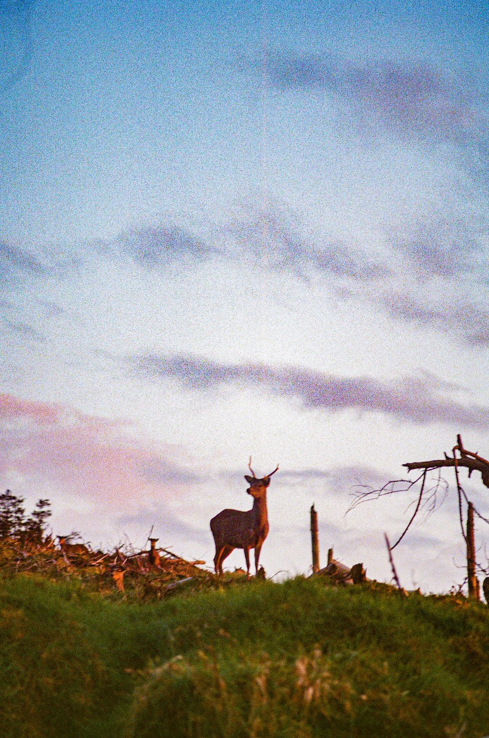 A deer stands on a grassy hill with a cloudy sky in the background.