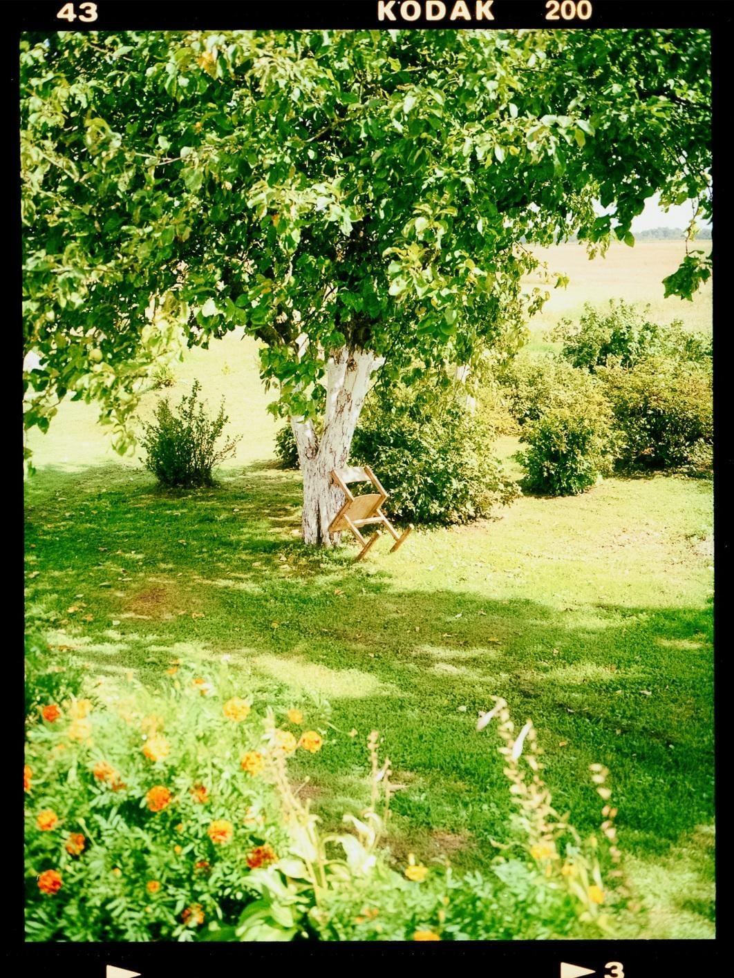 A wooden chair rests against a tree in a lush green garden with orange flowers in the foreground.