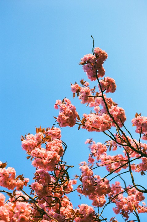 Pink blossoms on branches are visible against a clear blue sky.