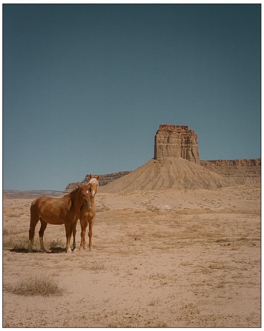 Two horses stand in a desert landscape with a large mesa in the background.