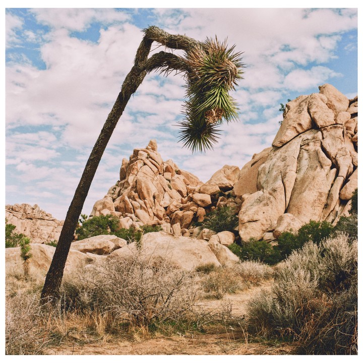 A Joshua tree leans over a desert landscape with large rock formations under a cloudy sky.